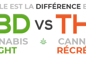 Différence entre cannabis light et cannabis récréatif