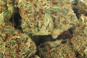 OG Kush est une herbe à 7% de CBD