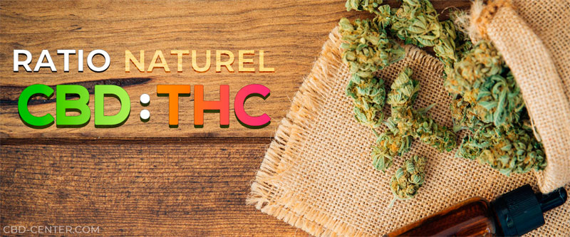 Ratio naturel des fleurs de cannabis CBD : THC