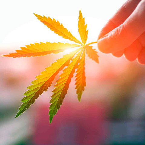 Boutique CBD en ligne pour acheter du cannabis légal