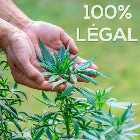 CBD Center - Magasin de cannabis légal